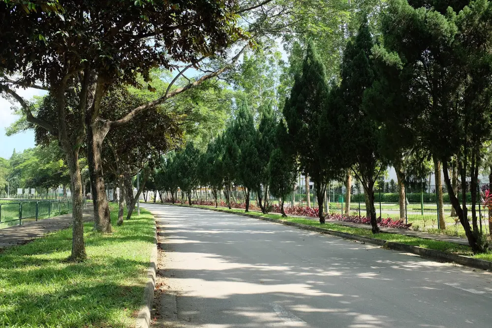 Tree-lined path at Choa Chu Kang Cemetery
